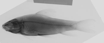 Media type: image;   Ichthyology 54799 Description: xray;  Aspect: lateral